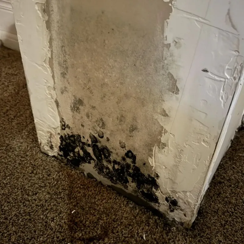Professional Mold Removal in Springfield, OR